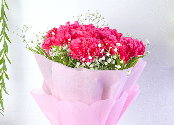 Carnation