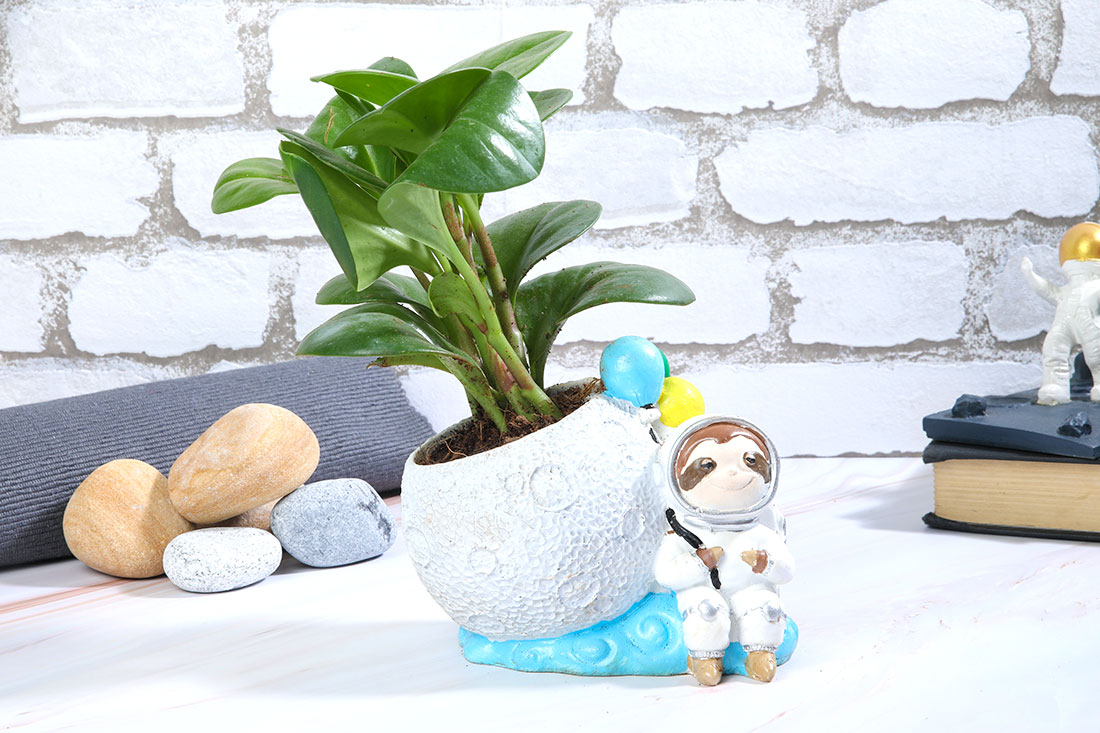 Peperomia Plant in Space Boy Pot