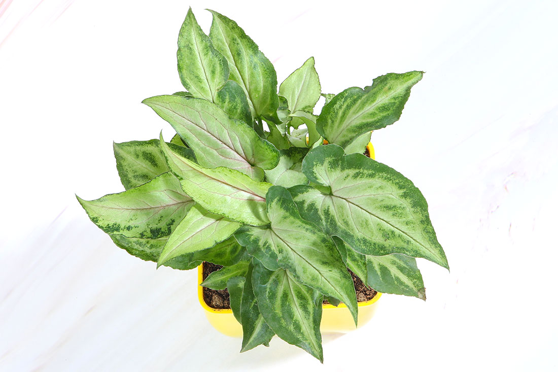 Order Syngonium Plant Online in India Order Now