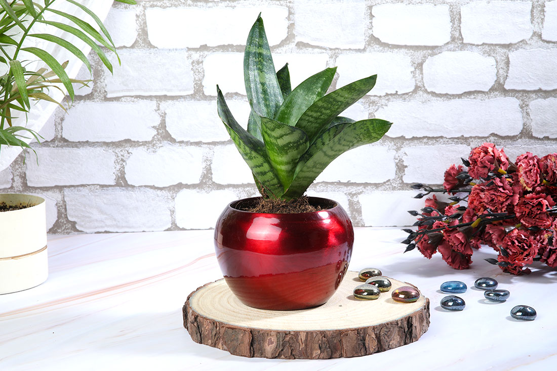 Buy Snake Plant with Pot for Indoor Online