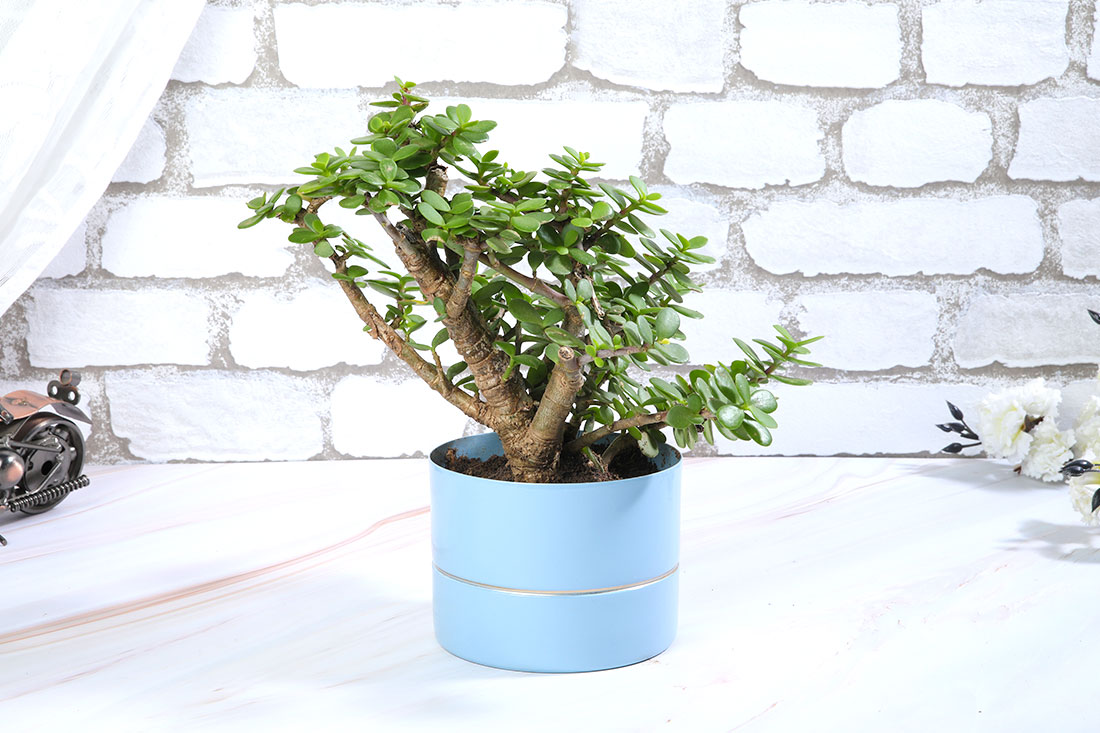 Soothing Jade Plant Order Now
