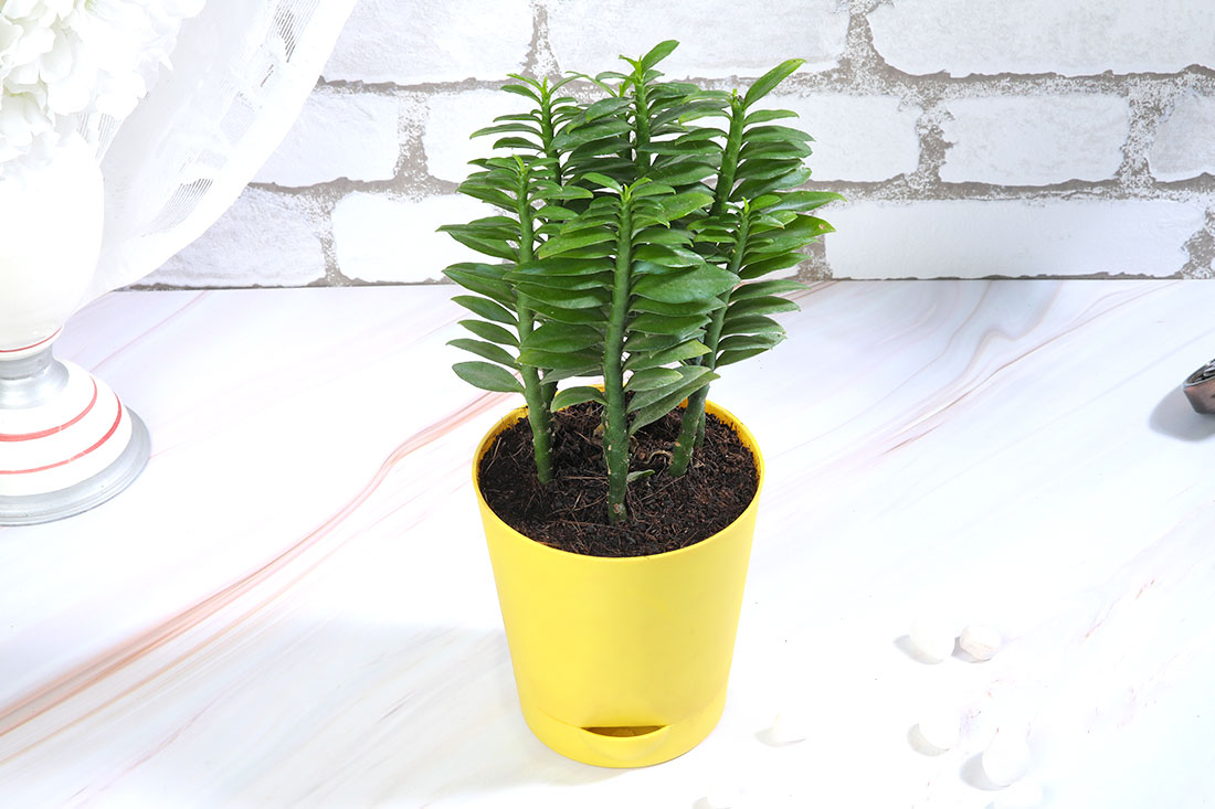 Sunkissed Zig Zag Plant