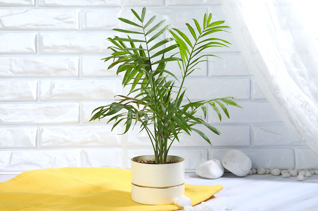 Luscious Chamaedorea Plant Buy Online