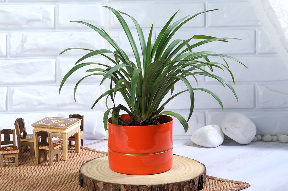 Yucca Plant in Orange Pot Order Now