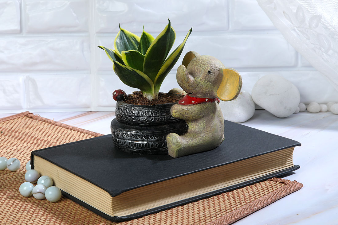 Baby Elephant Sansevieria Lotus plant Order Now