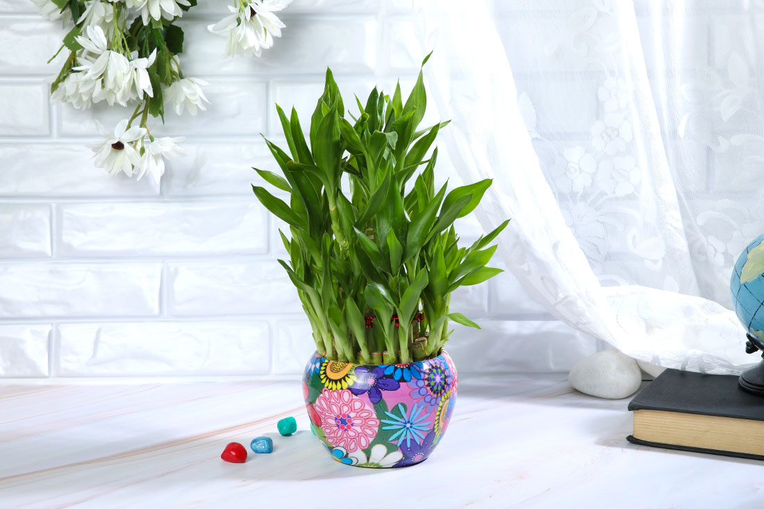 Vivid 3 Layer Lucky Bamboo