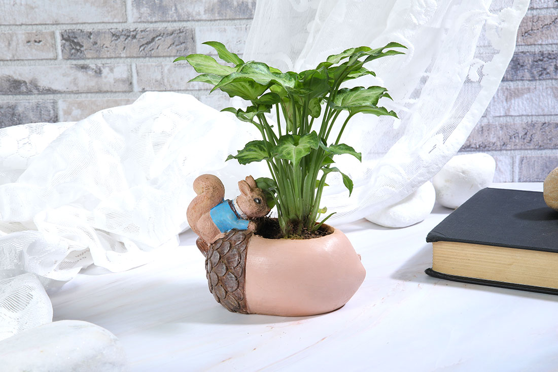 squirrel Acorn Syngonium Plant