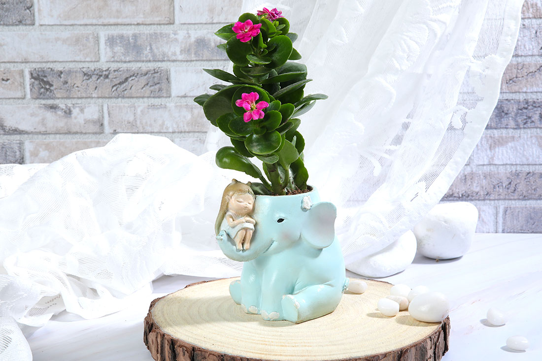 Buy Kalanchoe Plant In Elephant Pot with Cute Girl Online