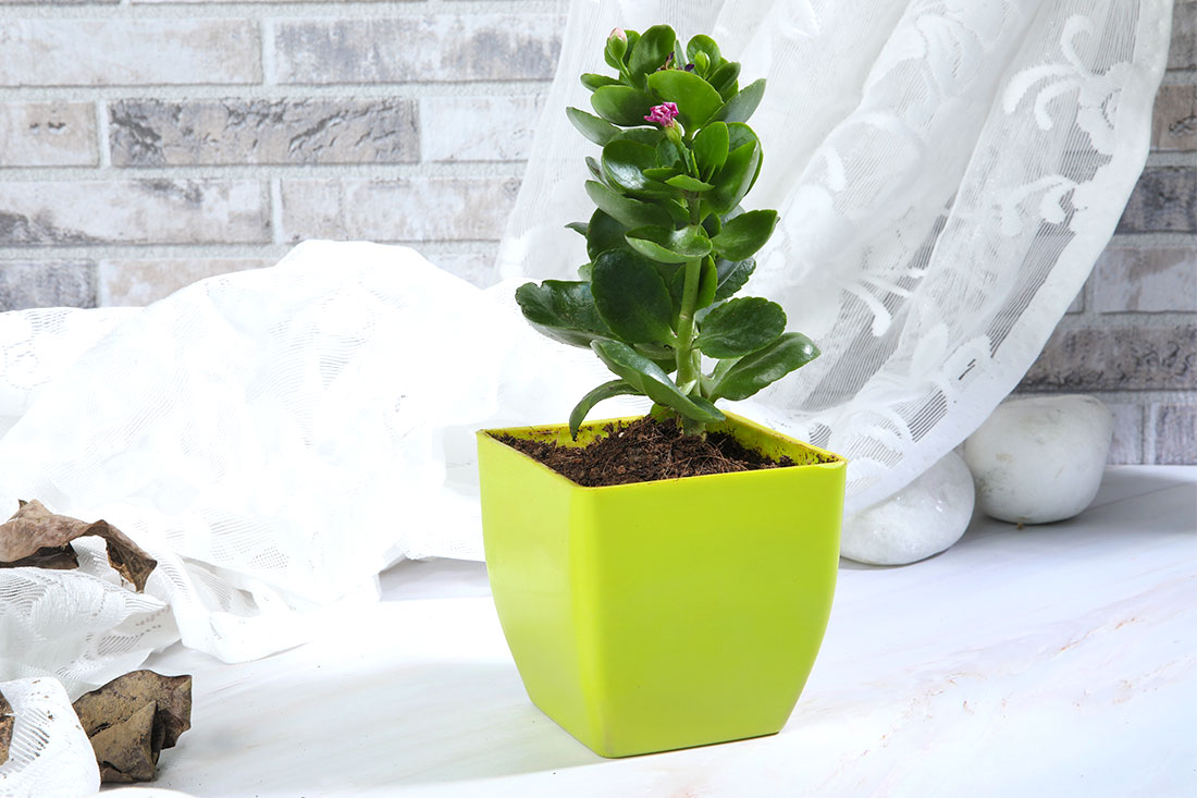 Order Green Kalanchoe Plant Online