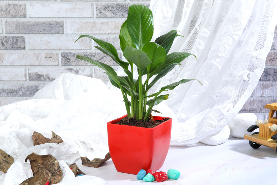 Buy Scarlet Peace Lily Plant Online