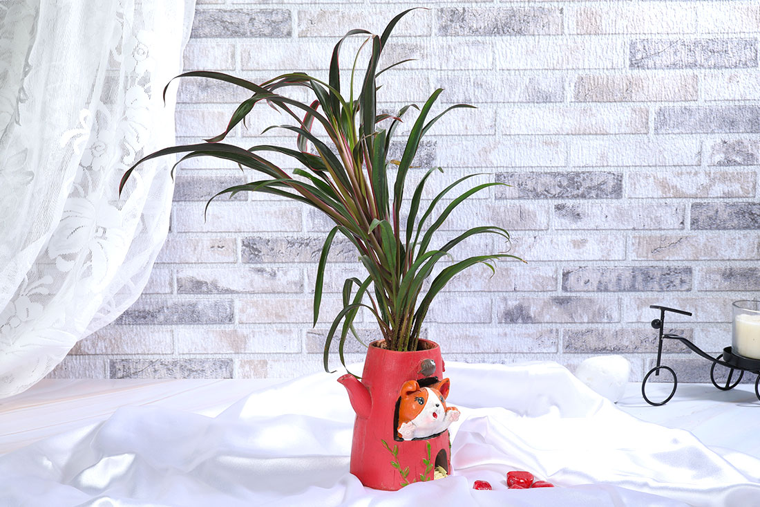 Charming Dracena Fruticosa Plant In kettle Send Now