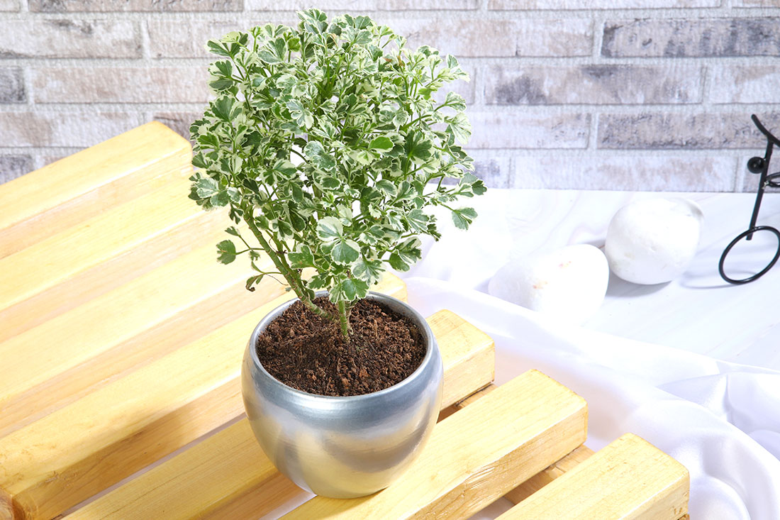 Shiny Aralia Verigated Plant Order Now
