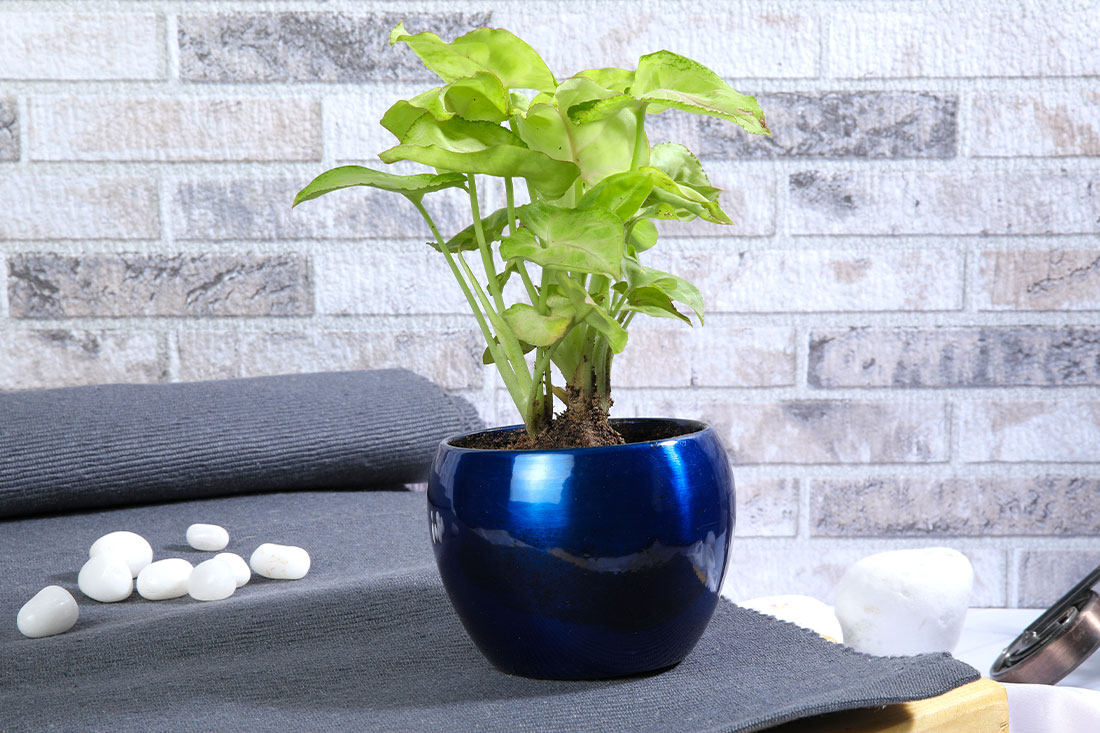 Royal Syngonium Plant