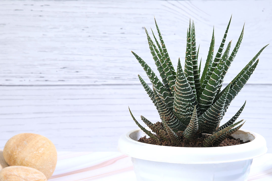 Haworthia Plant in White Pot Send Now