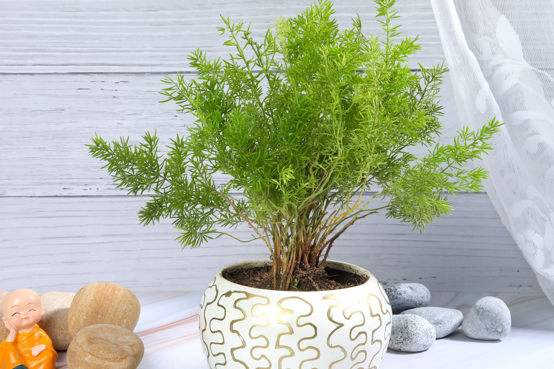 Asparagus Grass Order Now