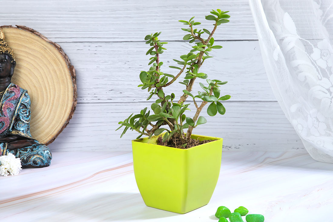 Jade Plant in Green Pot