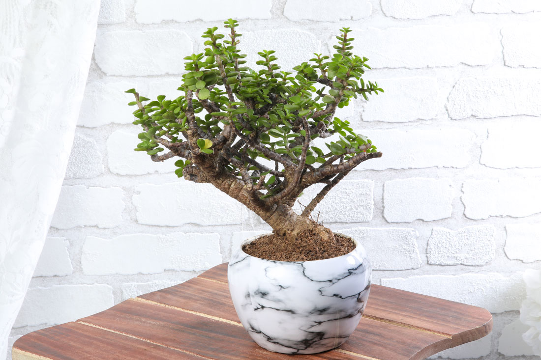 Jade Bonsai in Marble Pot