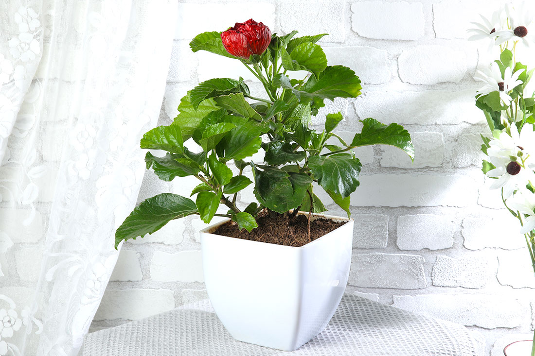 Hibiscus Plant in White Pot Online