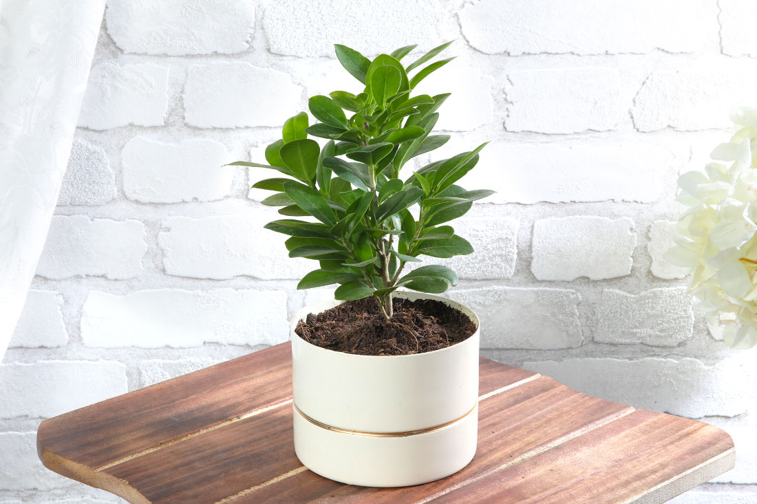 Ficus Compecta in Off-White Pot