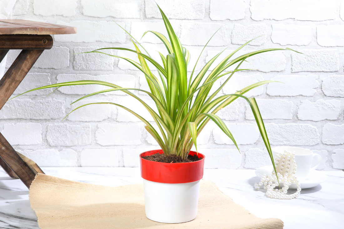 Spider Variegated in Two-Tone Pot