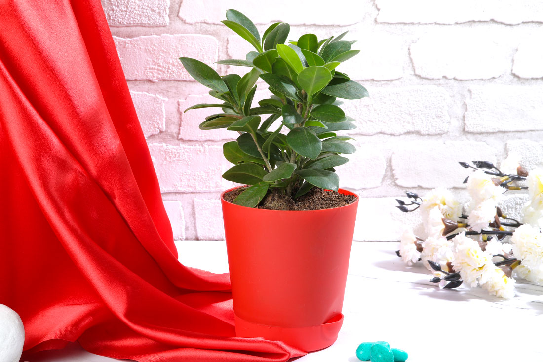 Roseate Ficus Compecta