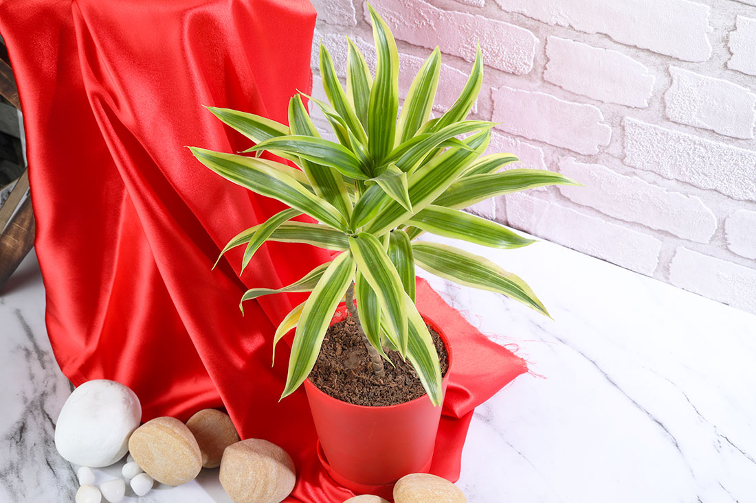 Song of India Plant in Red Pot