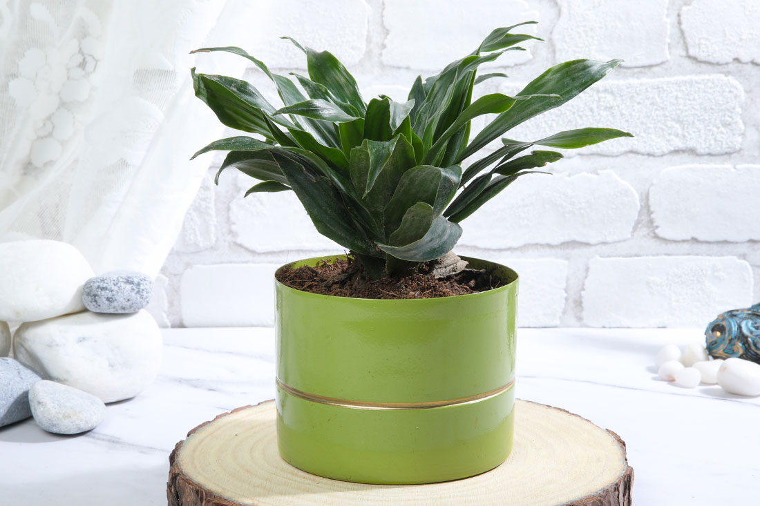 Send Dracena Compacta in Green Pot