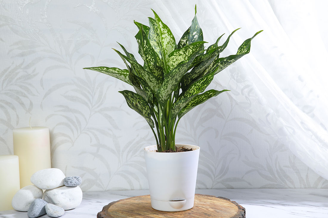 Send Snow White Aglonema in White Pot Online