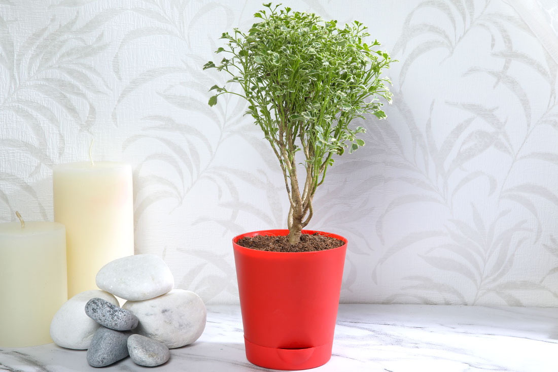Order Aralia Variegated in Red Pot Online
