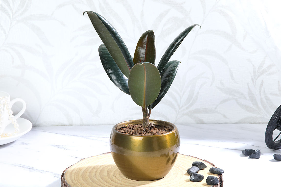 Rubber Indoor Plant In Metallic Pot