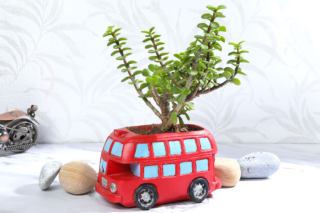 Order Jade Plant In Bus Pot