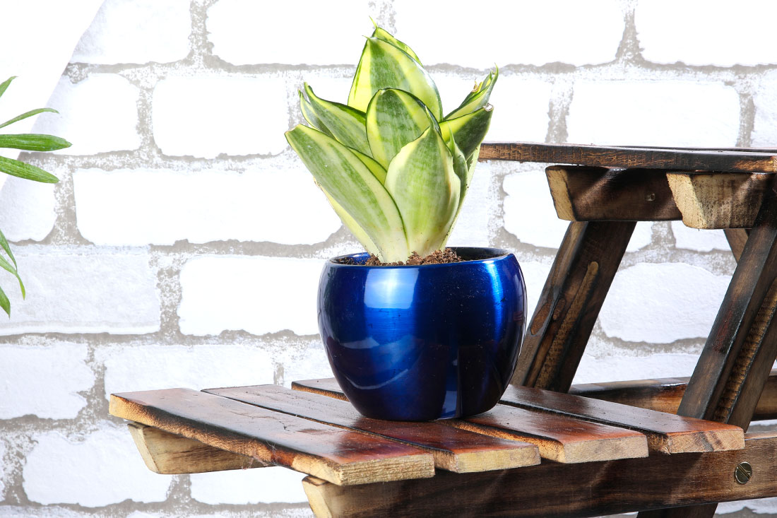 Order Golden Lotus Sansevieria Plant