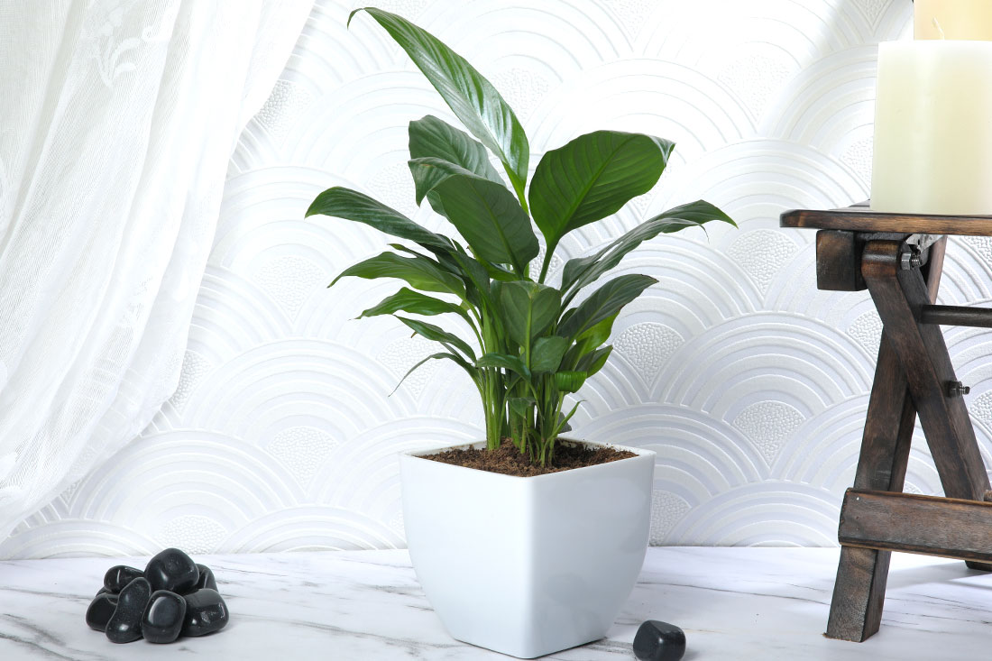 Peace Lily Plant In White Pot Delivery
