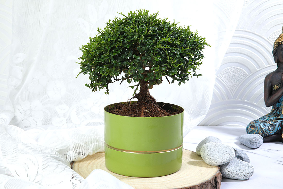 Murrya Ball In Green Pot: A Low Maintenance Plant for Indoor