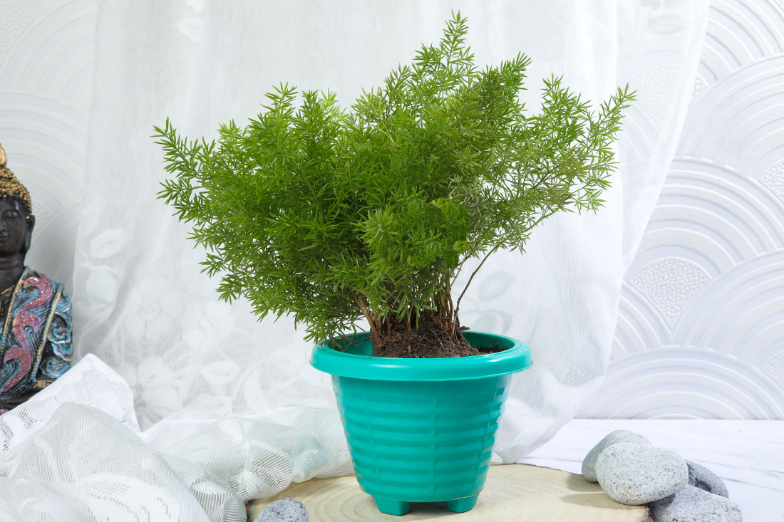 Simple Aspargus plant in blue vase
