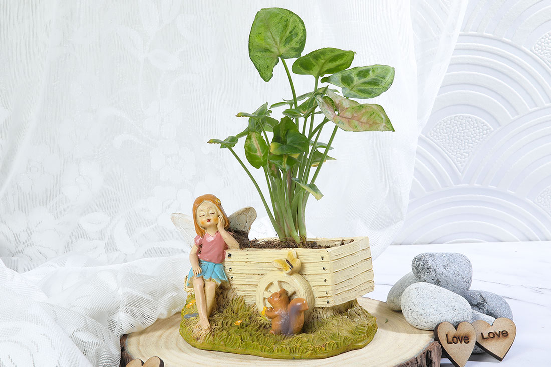 Syngonium Plant In Thinking Girl