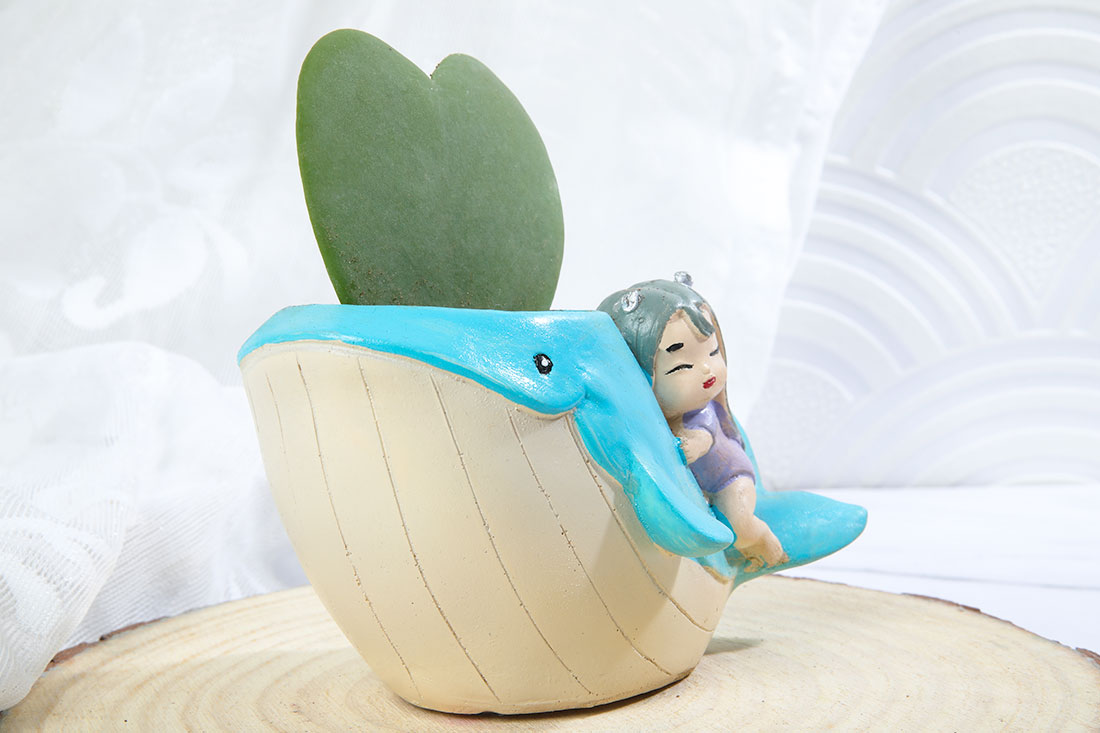 Hoya Heart In Cute Girl On Whale Pot Order Now