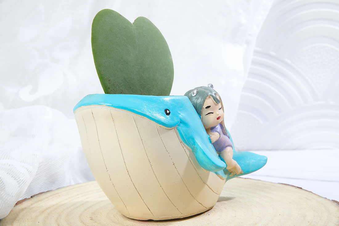 Hoya Heart In Cute Girl On Whale Pot Send Now