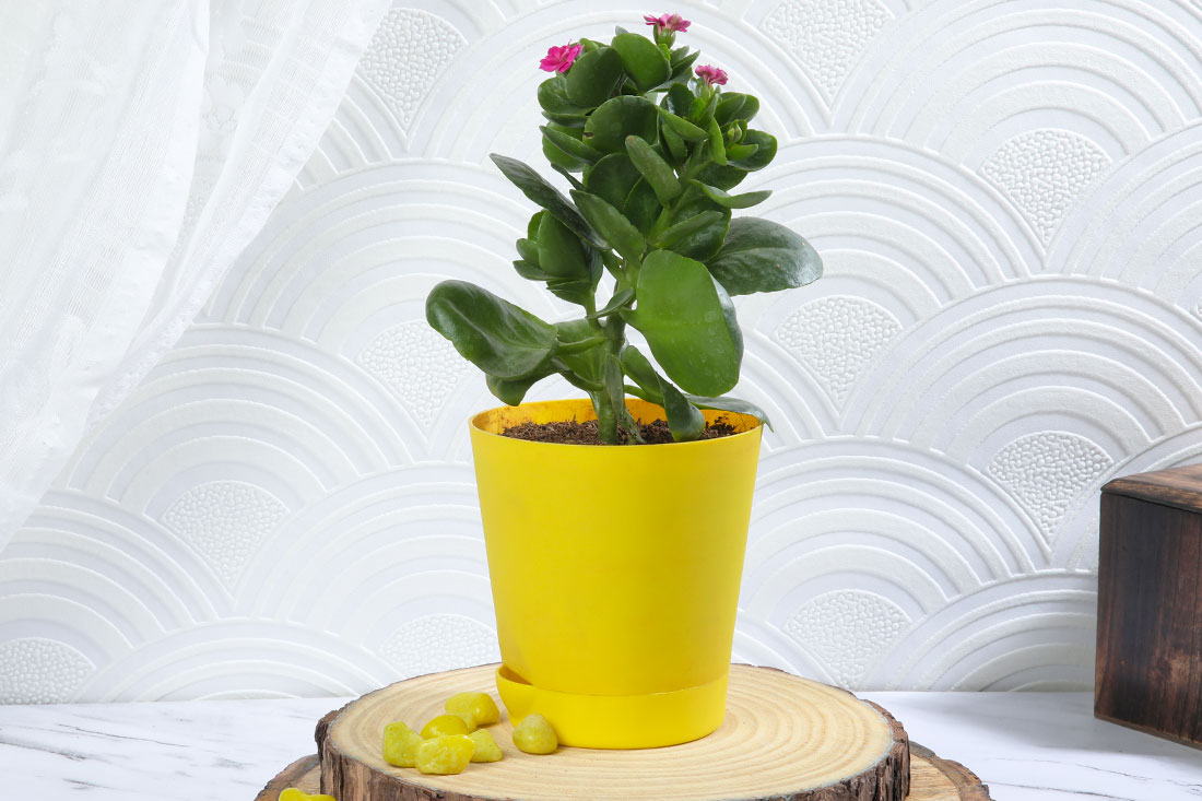 Send Kalanchoe In Yellow Self Watering Plant Online