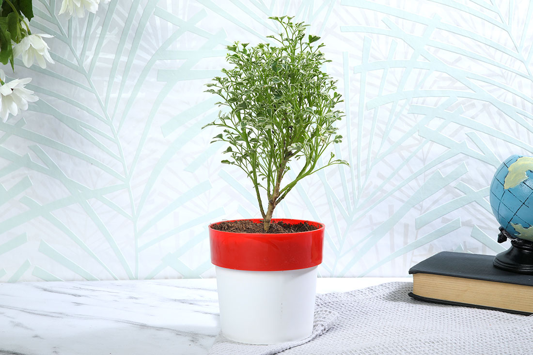 Aralia variegated plant with white n red Pot Buy Online