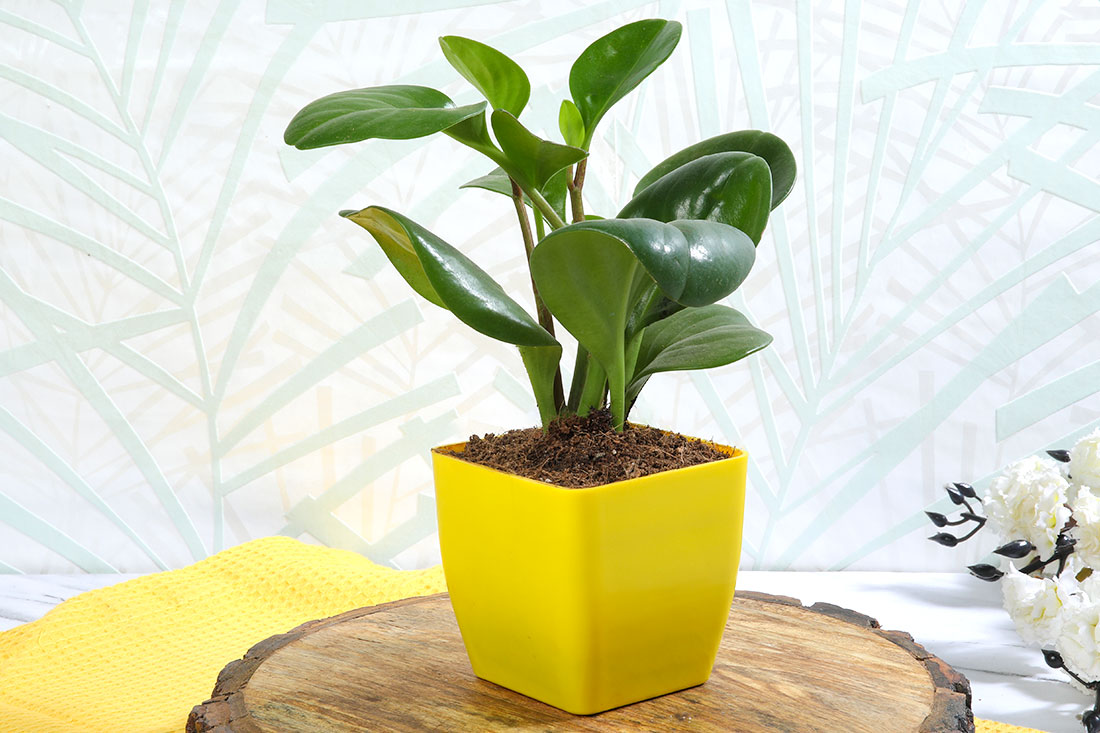 Peperomia Green In Yellow Vase Buy Online