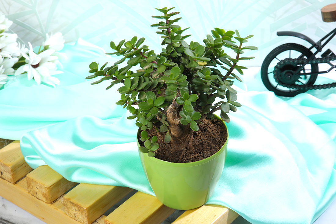 Green Jade Bonsai Plant