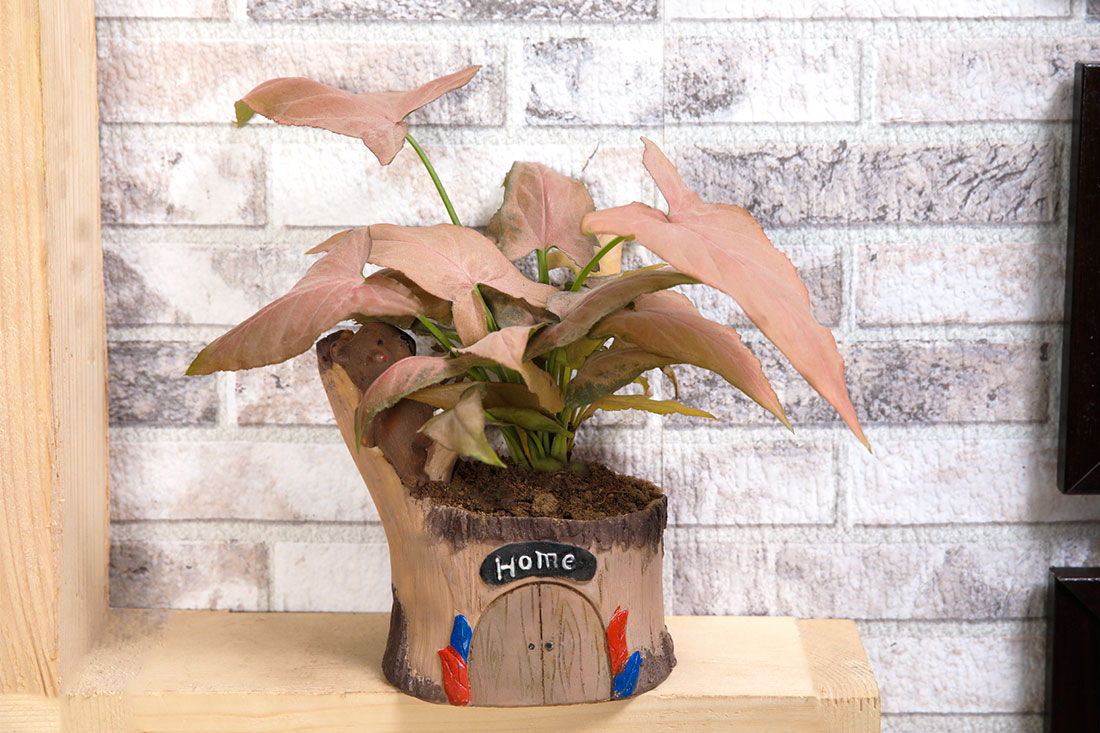 Pink Syngonium In Cute Bear Pot for Home