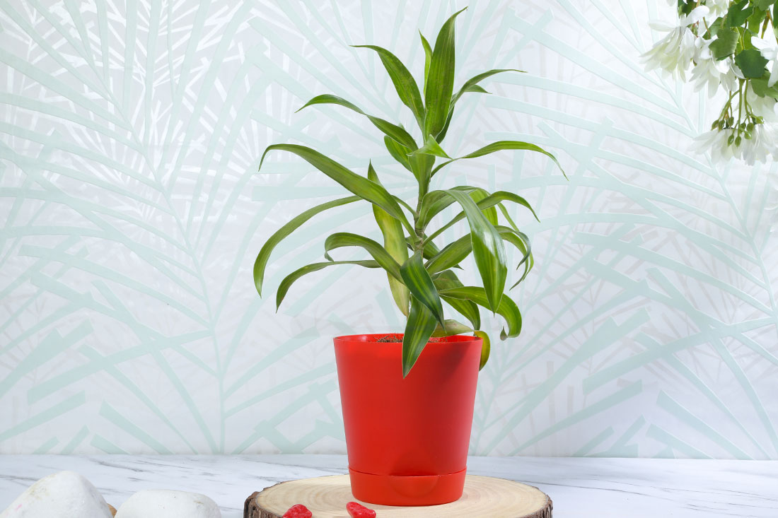 Reflexa Green In Self Watering Pot Buy Online