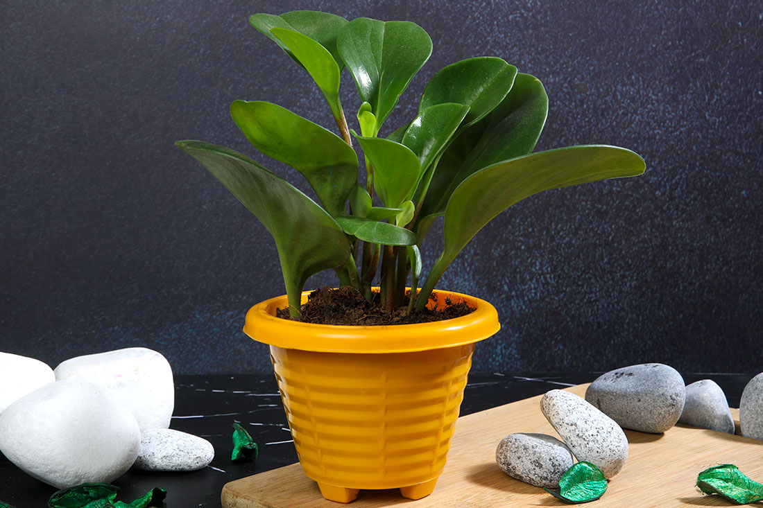 Peperomia Green Plant