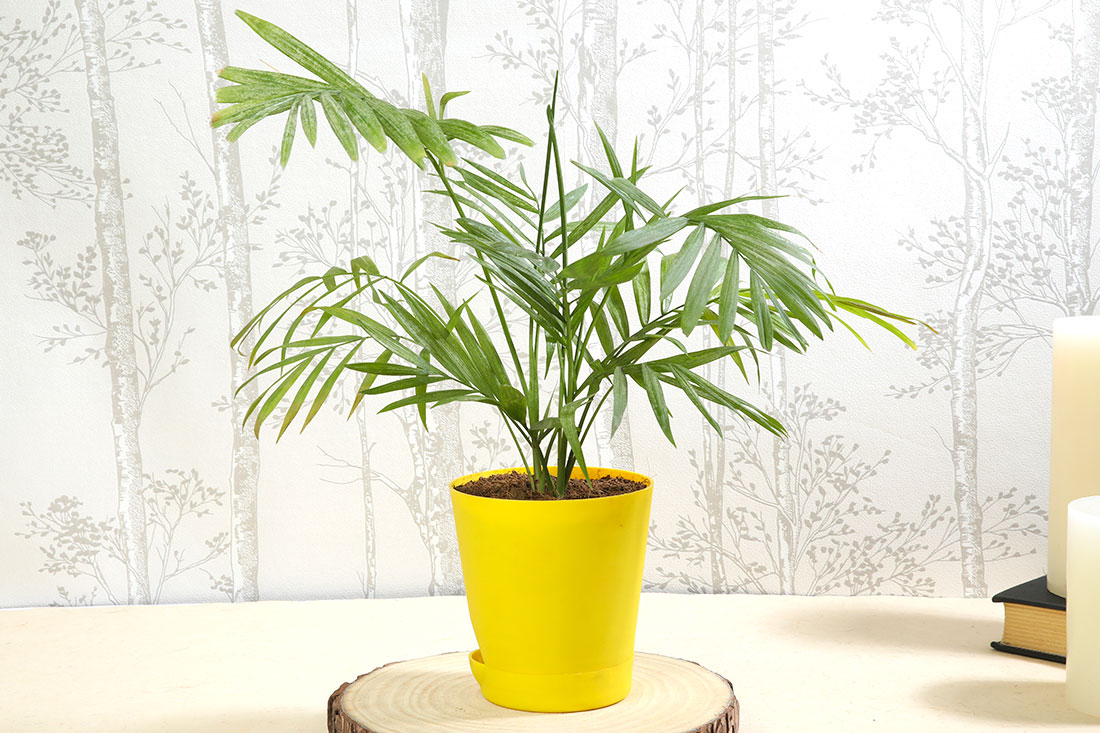 Chamaedorea With Self Watering Plant