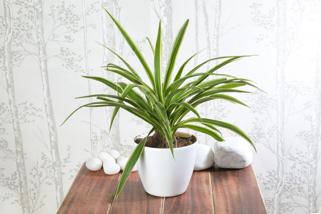 Buy Spider Plant In White Pot Online