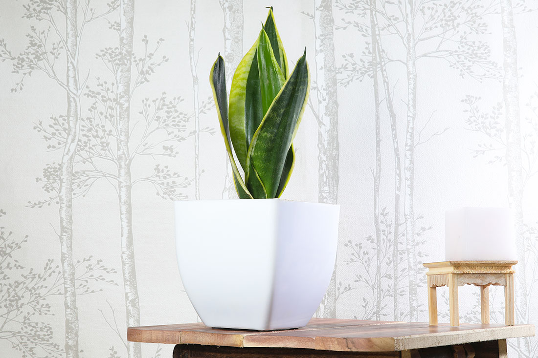 Sansevieria Lotus In White Pearl Pot Send Now