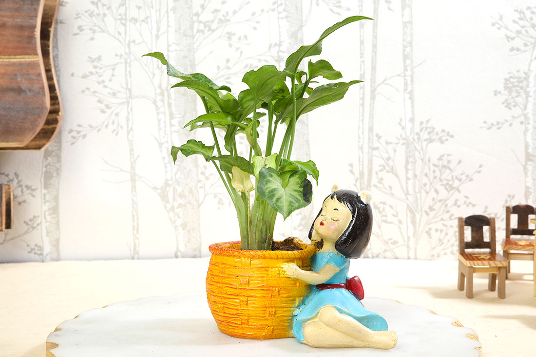 Green Syngonium In Resting Girl Pot