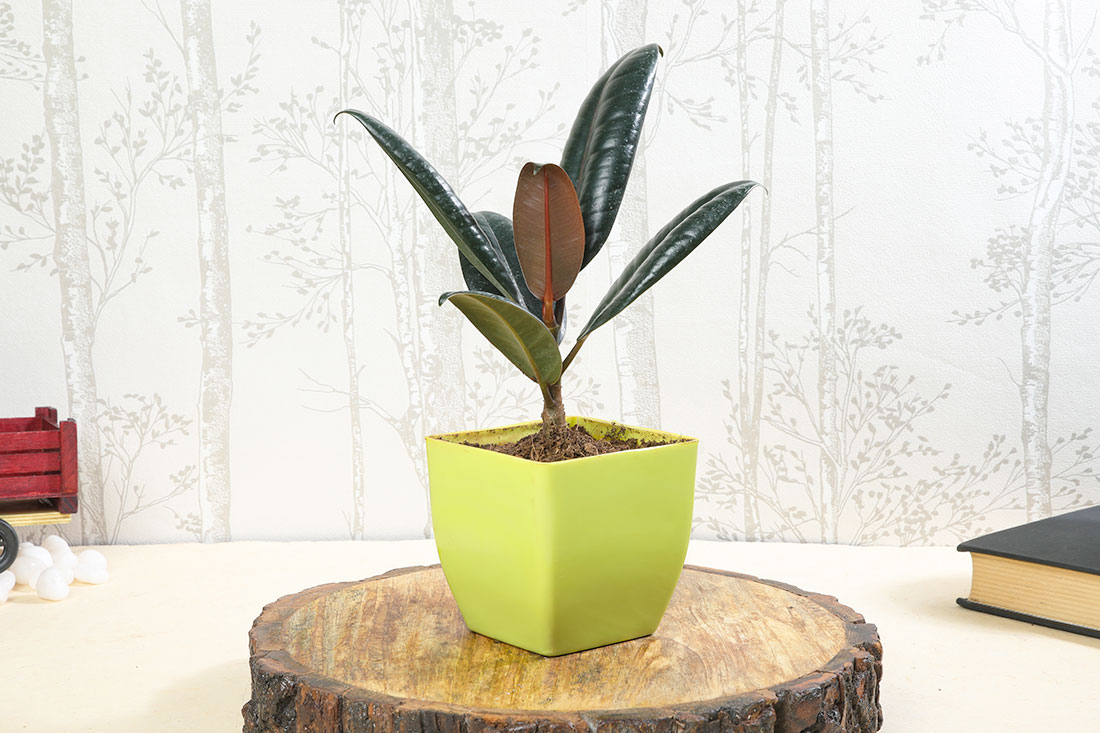 Rubber Plant In Green Vase
